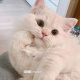 昕知其意