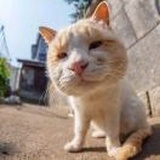 要你寡