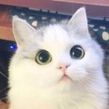 一花一世界