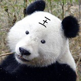 又一只熊猫