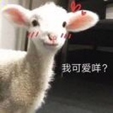 lesley染染