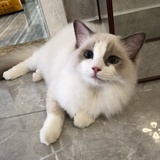 清明