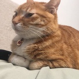 一个菠