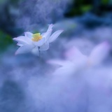 夜提萤笼眠花露