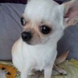 小鹅