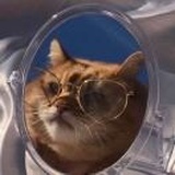 🐱🐱
