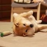 大侦探福尔马林