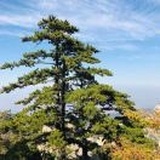 西柚