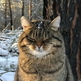 Arlo