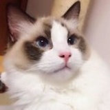 😽阿诺😼