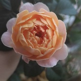 白芍