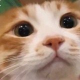 ペコリィクィア