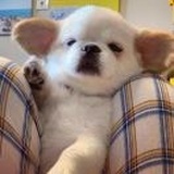今晚吃啥