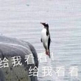 DiveR