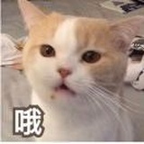 洛可可