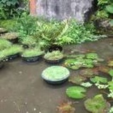 燕子