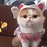 小辛