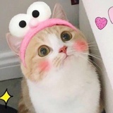 喵啊喵