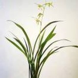踏雪尋雯