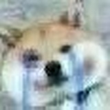 蛙特
