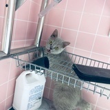 杨ss
