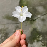 隐身的小鹿斑比
