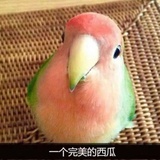 小啾啾