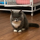 科皮九