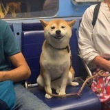 张悦