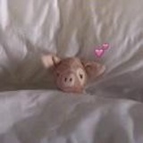 槑菌