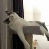 木十七