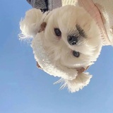 绝对狗勾党