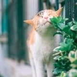 ˙Ⱉ˙ฅ