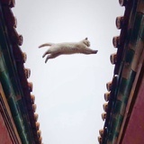 喵呜洛可可