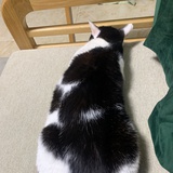 洗袜子破医院🐱