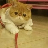 不羁的果子