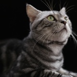 令狐静漓爱猫猫