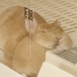 伦敦河上漂粉猪