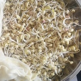豆芽一盆