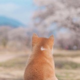 白豆花