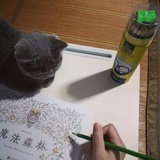 年年是只小猫咪