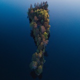 蒹葭苍苍苍苍苍