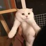 己酉.