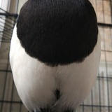 辣么多杰西卡