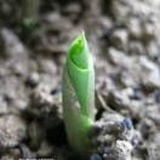 四叶草🍀