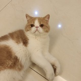 加菲弟弟