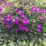 伊落苏