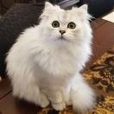 茵