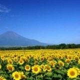 纤纤