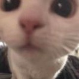 肉滚滚
